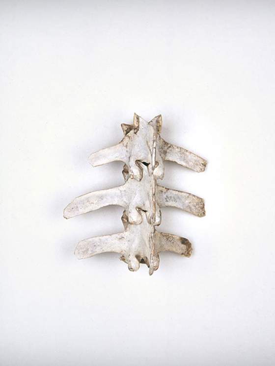 Backbone - als basis en omhelzing